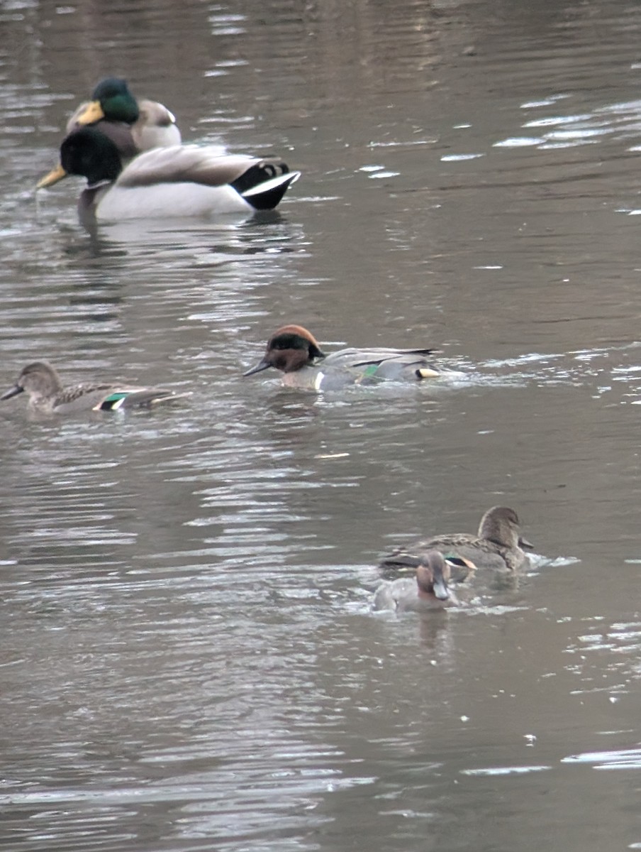 Green-winged Teal - ML646539870