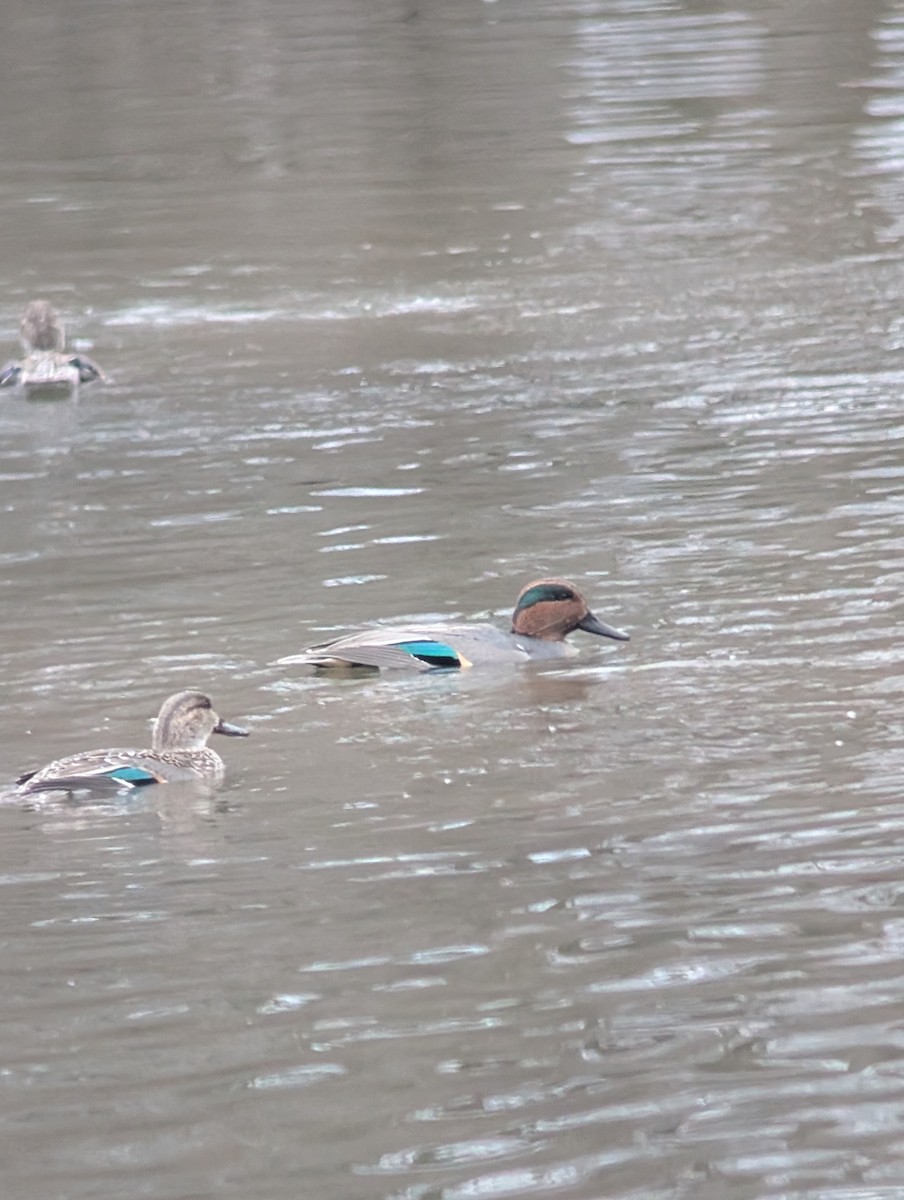 Green-winged Teal - ML646539871