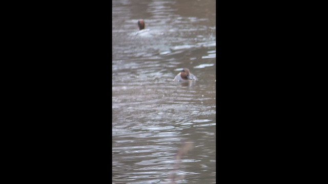 Alzavola - ML646539872