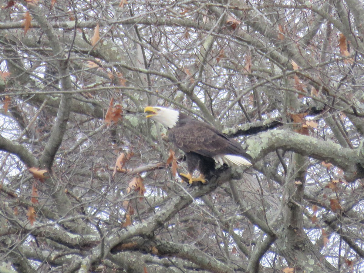 Pygargue à tête blanche - ML646539875