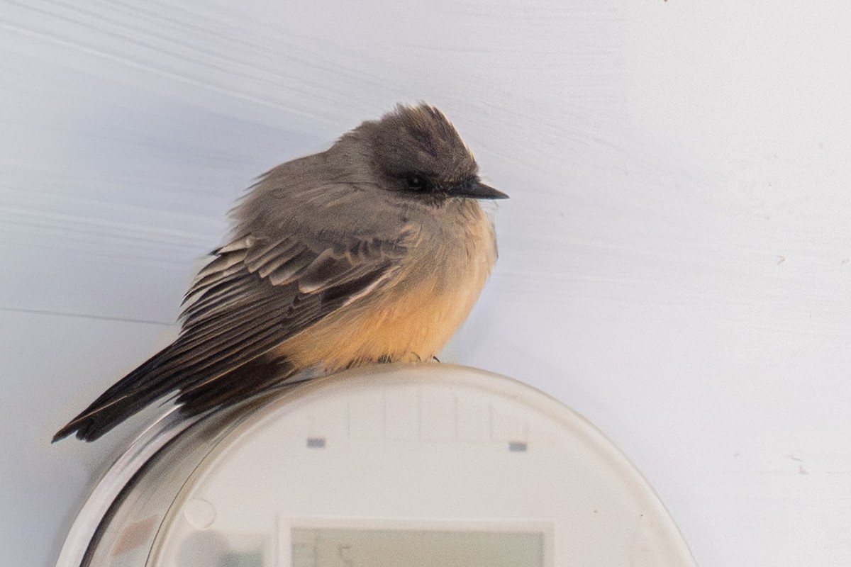 Say's Phoebe - ML646539877