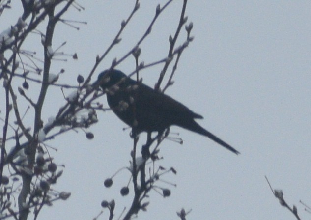 American Crow - ML646539878