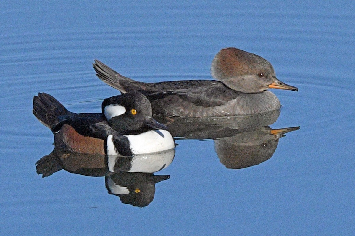 Hooded Merganser - ML646539879