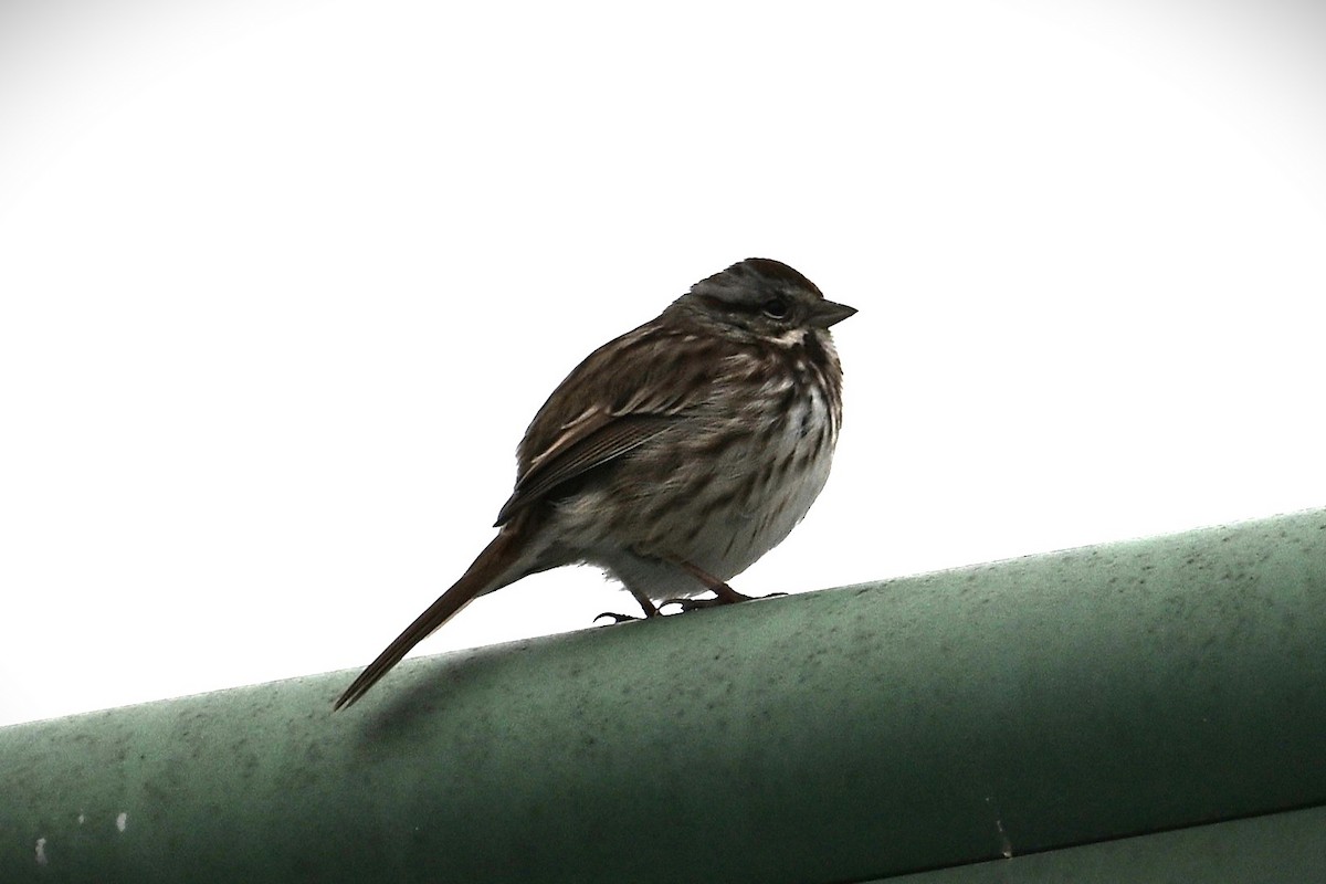 sangspurv - ML646539882