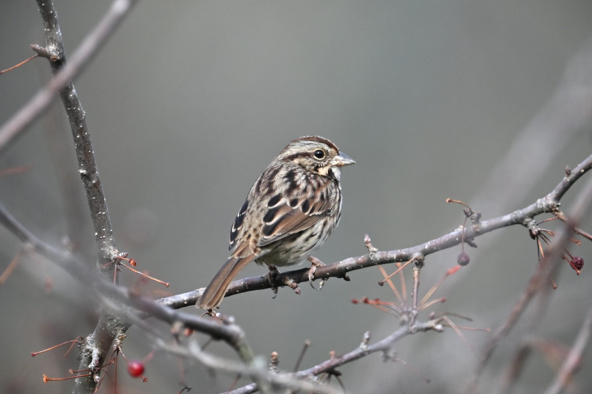 sangspurv - ML646539883