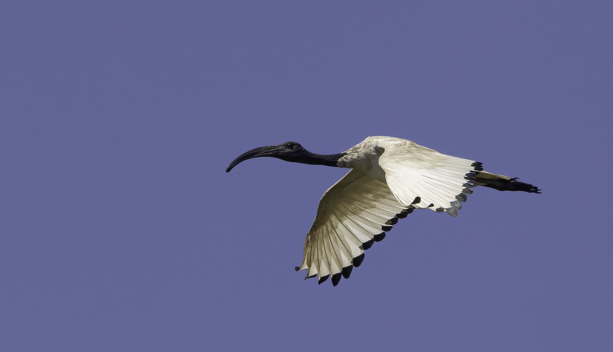 Священный ибис - ML646539884