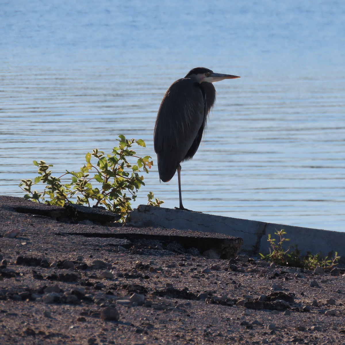 オオアオサギ - ML646539887