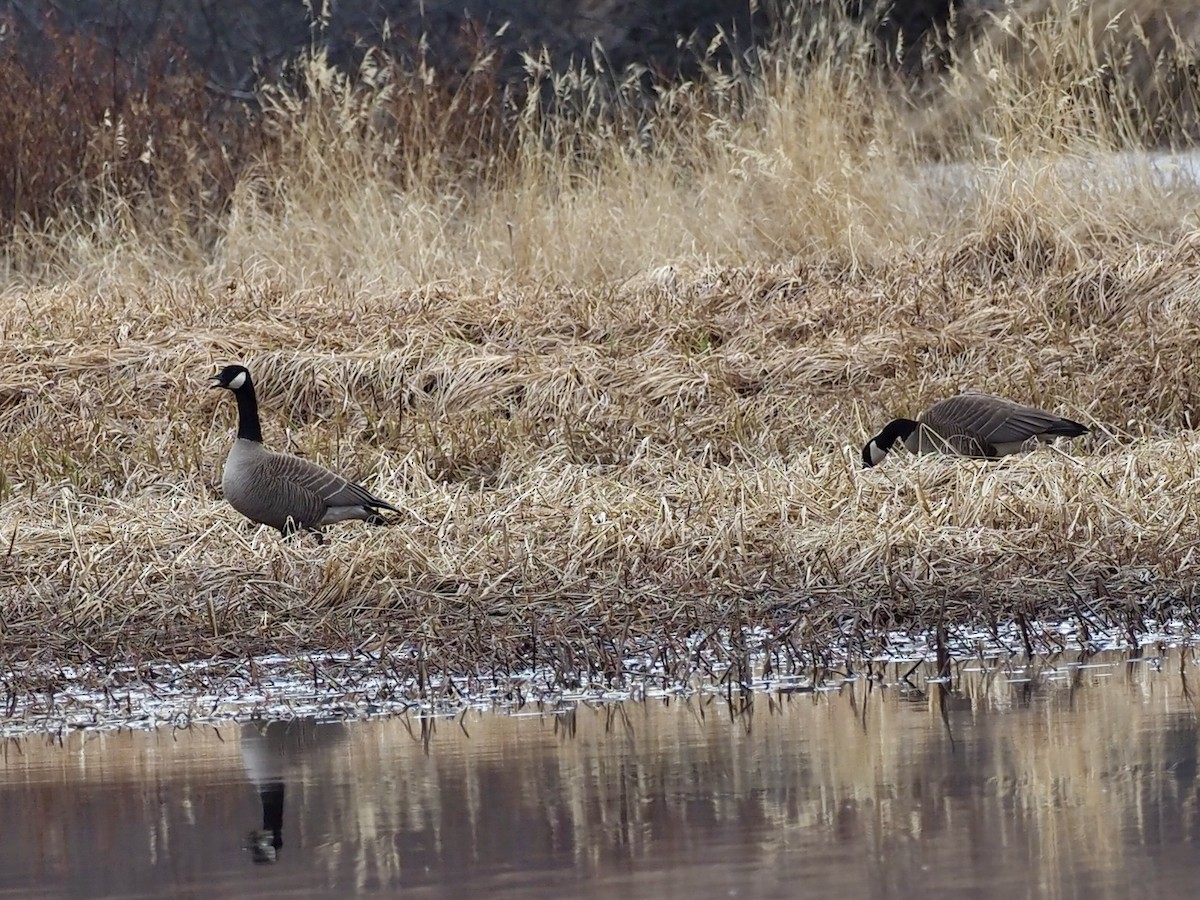 Branta kanadar handia [canadensis Taldekoa] - ML646539888