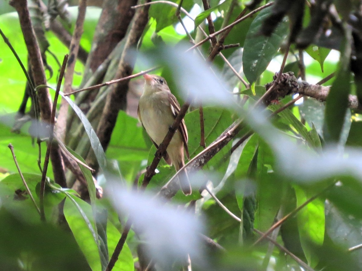 Acadian Flycatcher - ML646539889