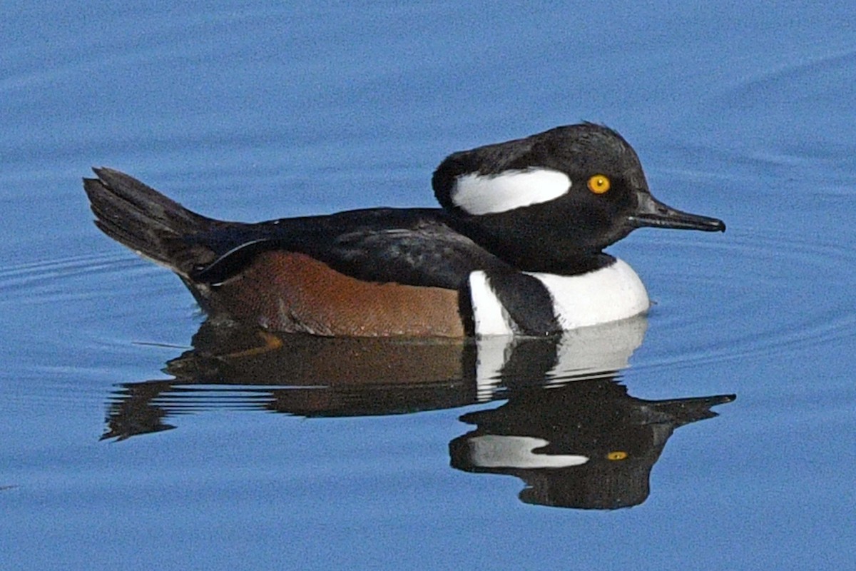 Hooded Merganser - ML646539892