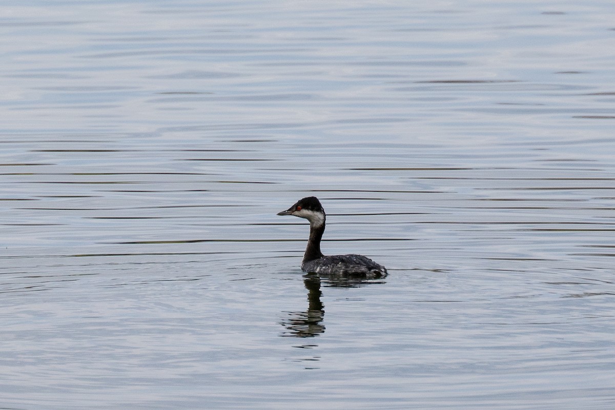 Horned Grebe - ML646539893