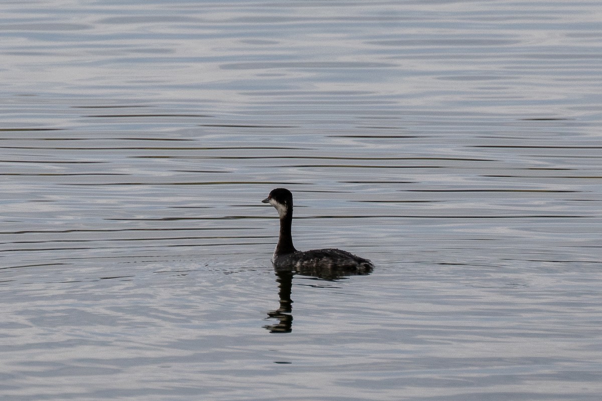 Horned Grebe - ML646539894