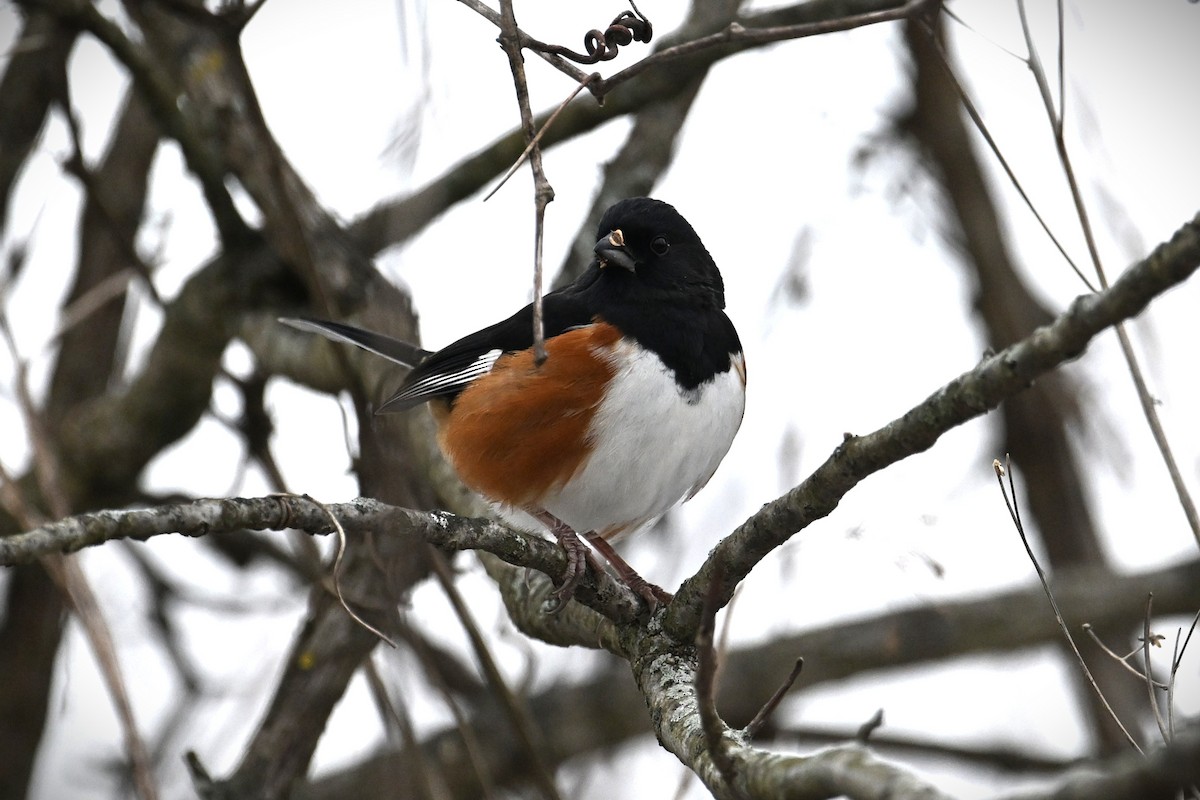 rødsidetovi - ML646539895