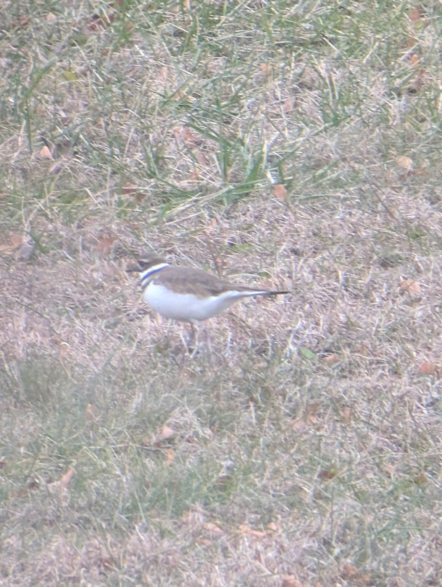 Killdeer - ML646539896