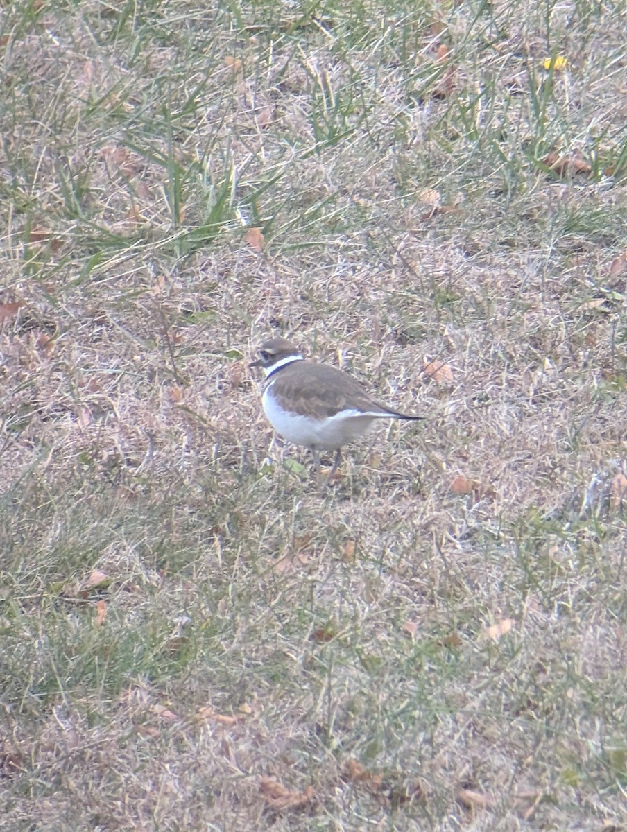 Killdeer - ML646539897