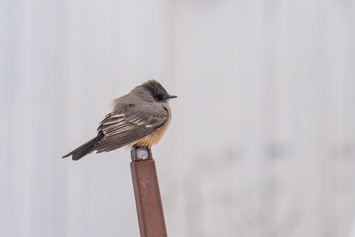 Say's Phoebe - ML646539898