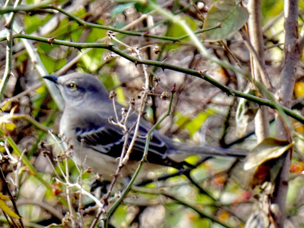 חקיינית צפונית - ML646539905