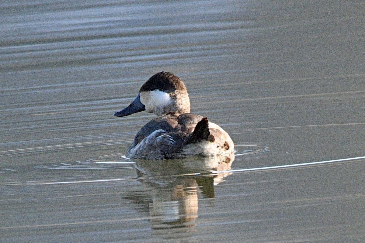 Ruddy Duck - ML646539906