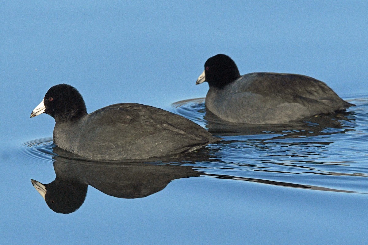 American Coot - ML646539914