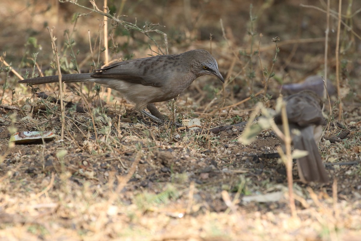 Large Gray Babbler - ML646539915