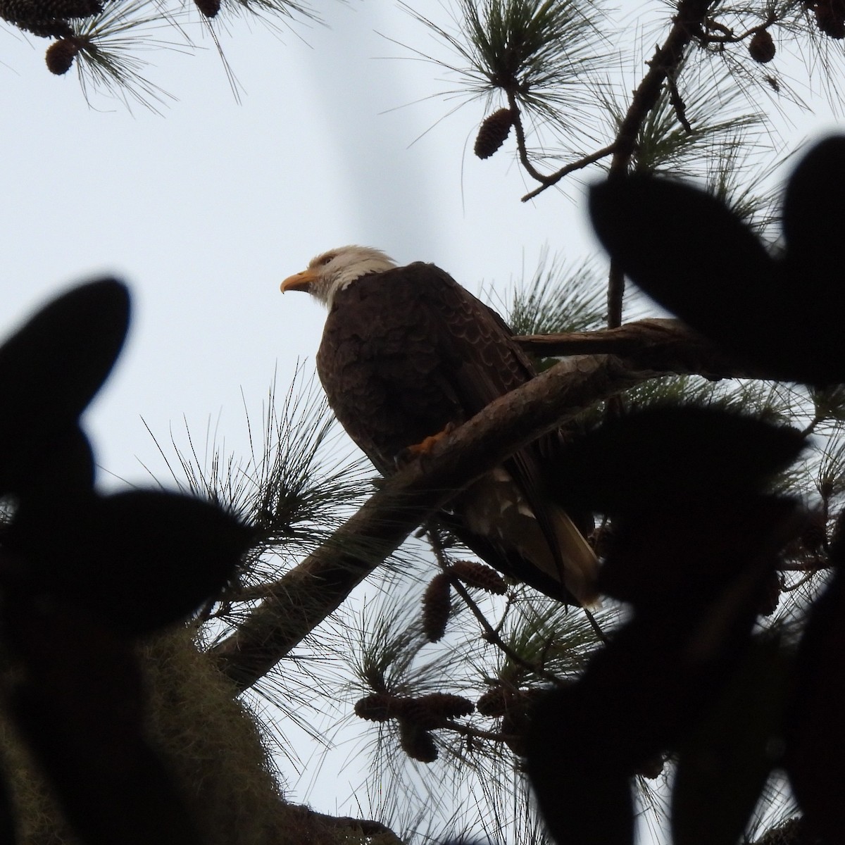 Pygargue à tête blanche - ML646539917