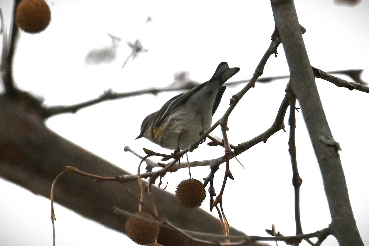 myrteparula - ML646539918