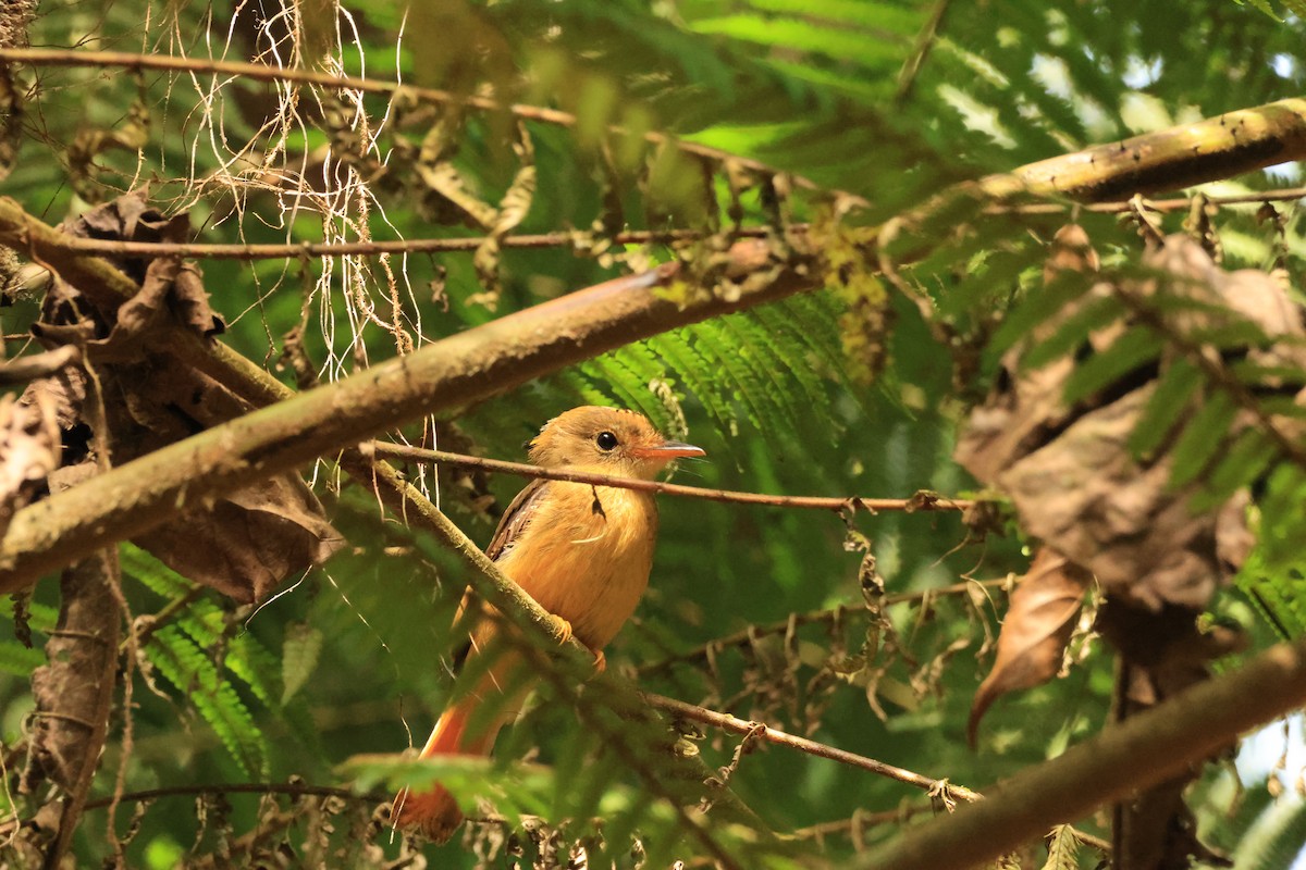 Atlantic Royal Flycatcher - ML646539921