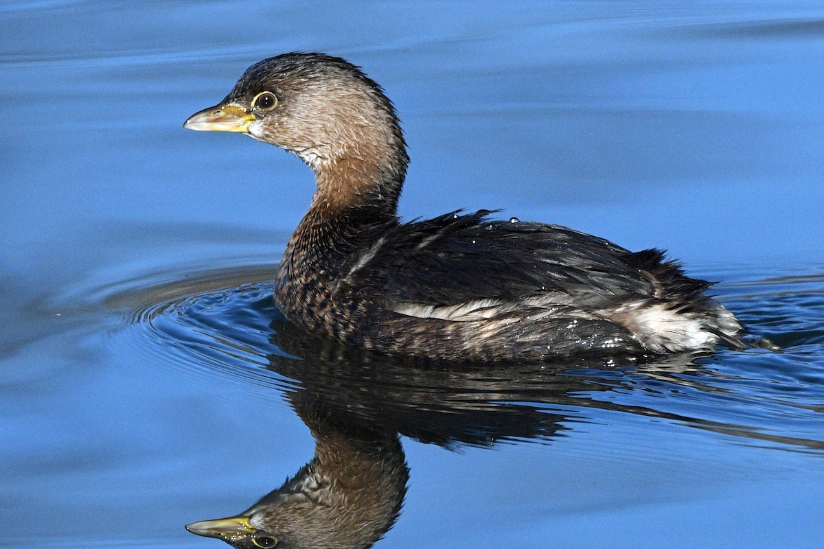Pied-billed Grebe - ML646539924