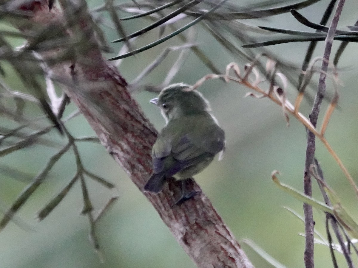 Manakin nain - ML646539925