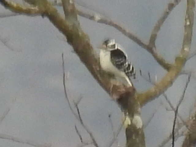 Дятел волохатий - ML646539927