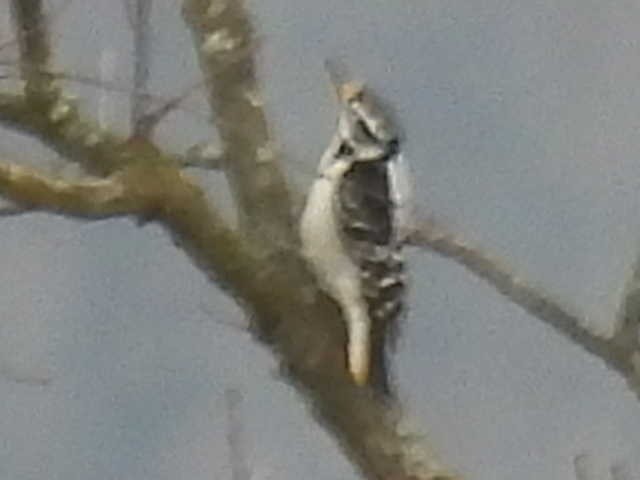 Дятел волохатий - ML646539928