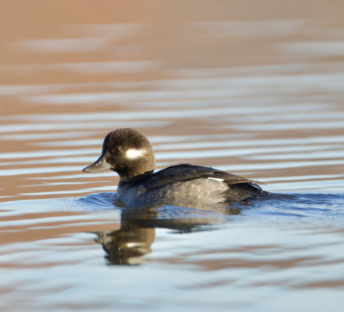 Bufflehead - ML646539929