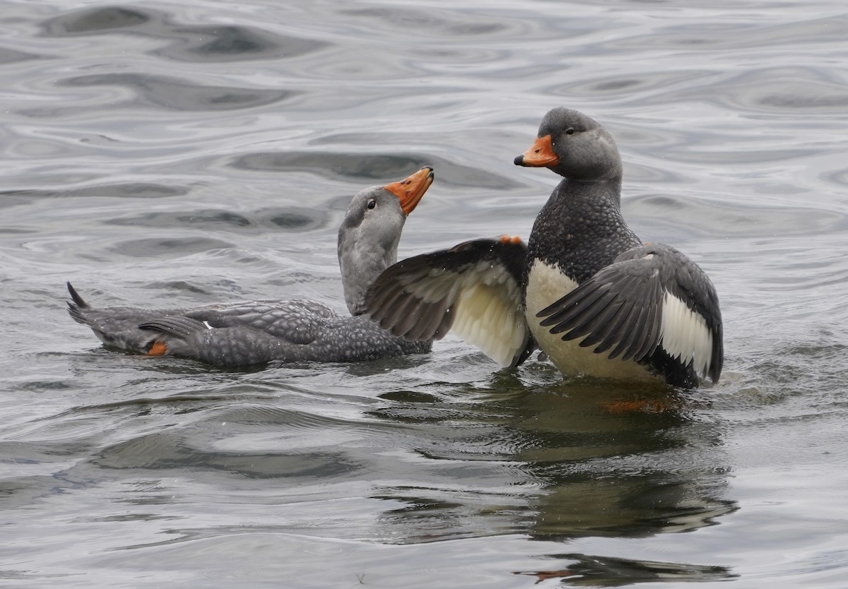 Magallaesko lurrun-ahatea - ML646539930