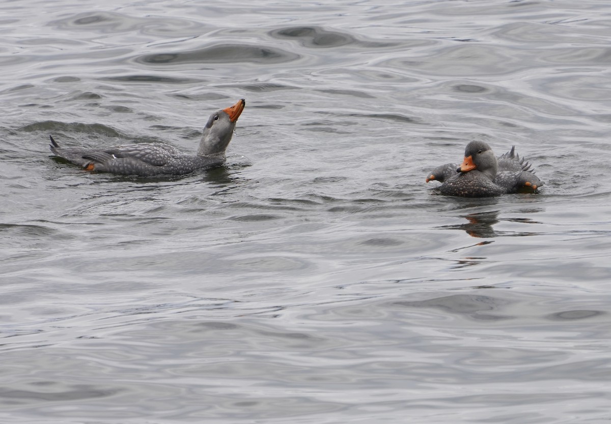 Magallaesko lurrun-ahatea - ML646539931