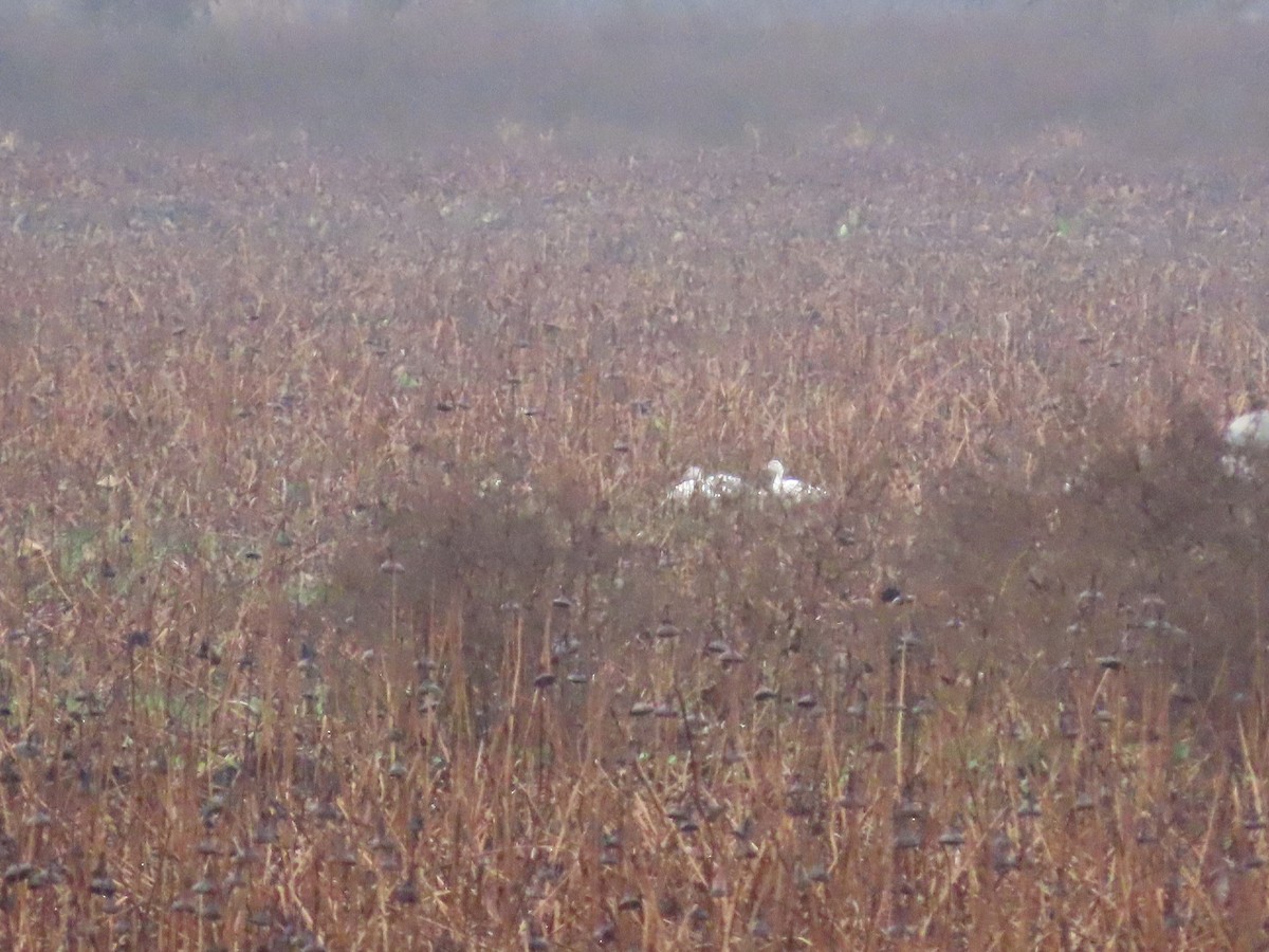 Snow Goose - ML646539932