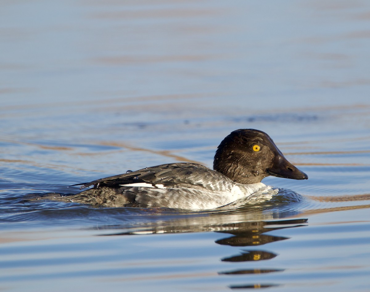 Common Goldeneye - ML646539933