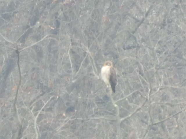 Канюк неоарктичний - ML646539934