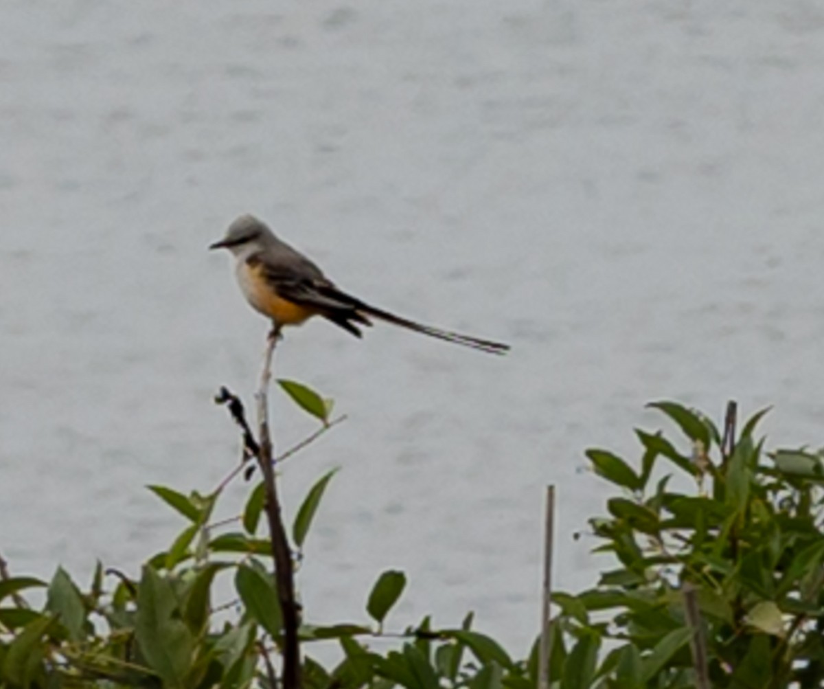 Scissor-tailed Flycatcher - ML646539936