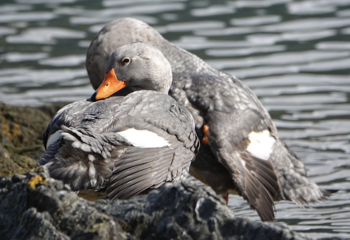 Magallaesko lurrun-ahatea - ML646539938