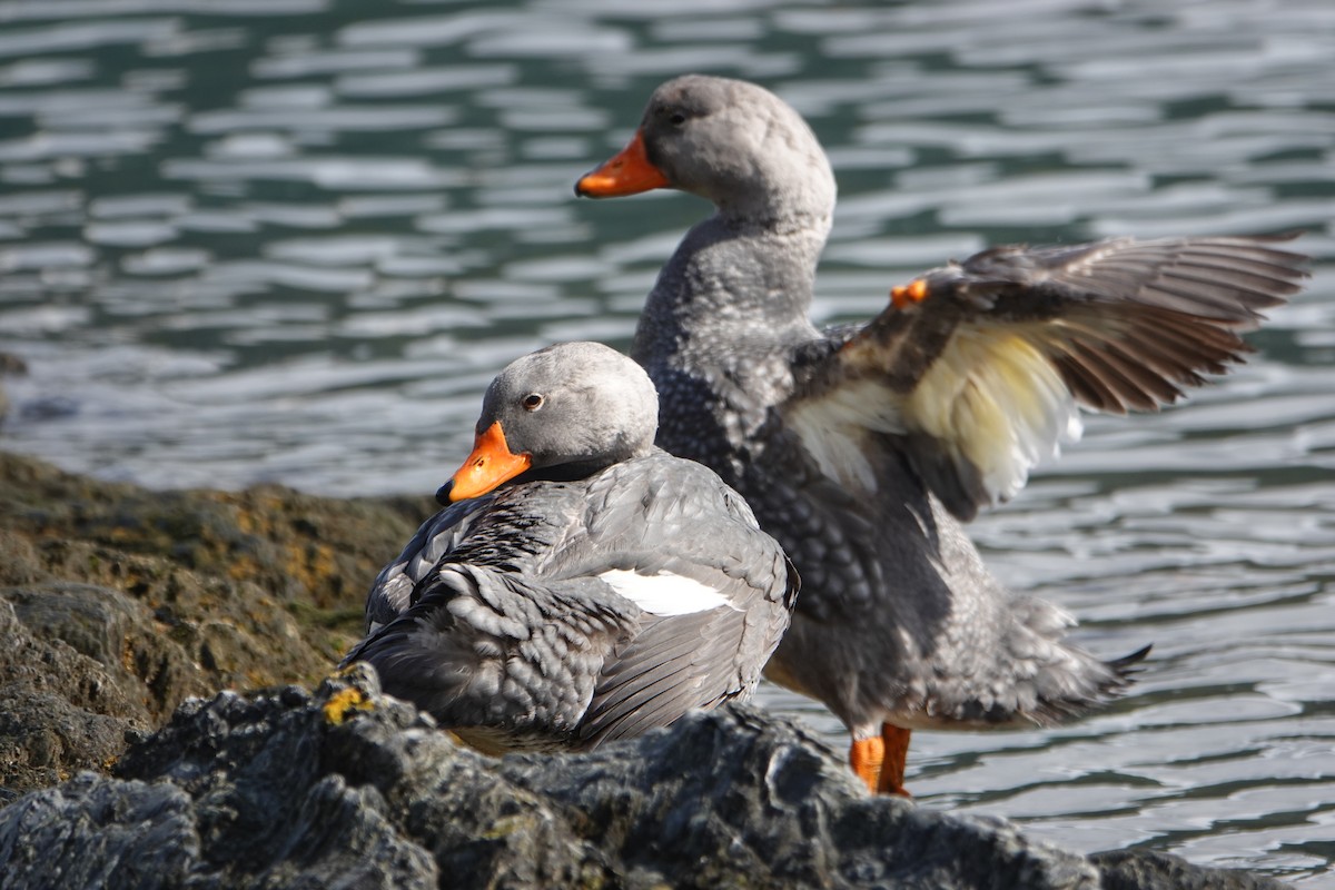 Magallaesko lurrun-ahatea - ML646539940