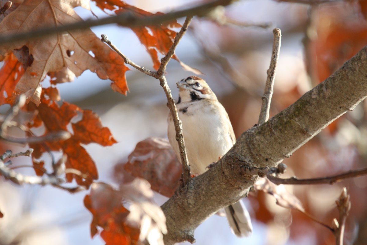 Lark Sparrow - ML646539941