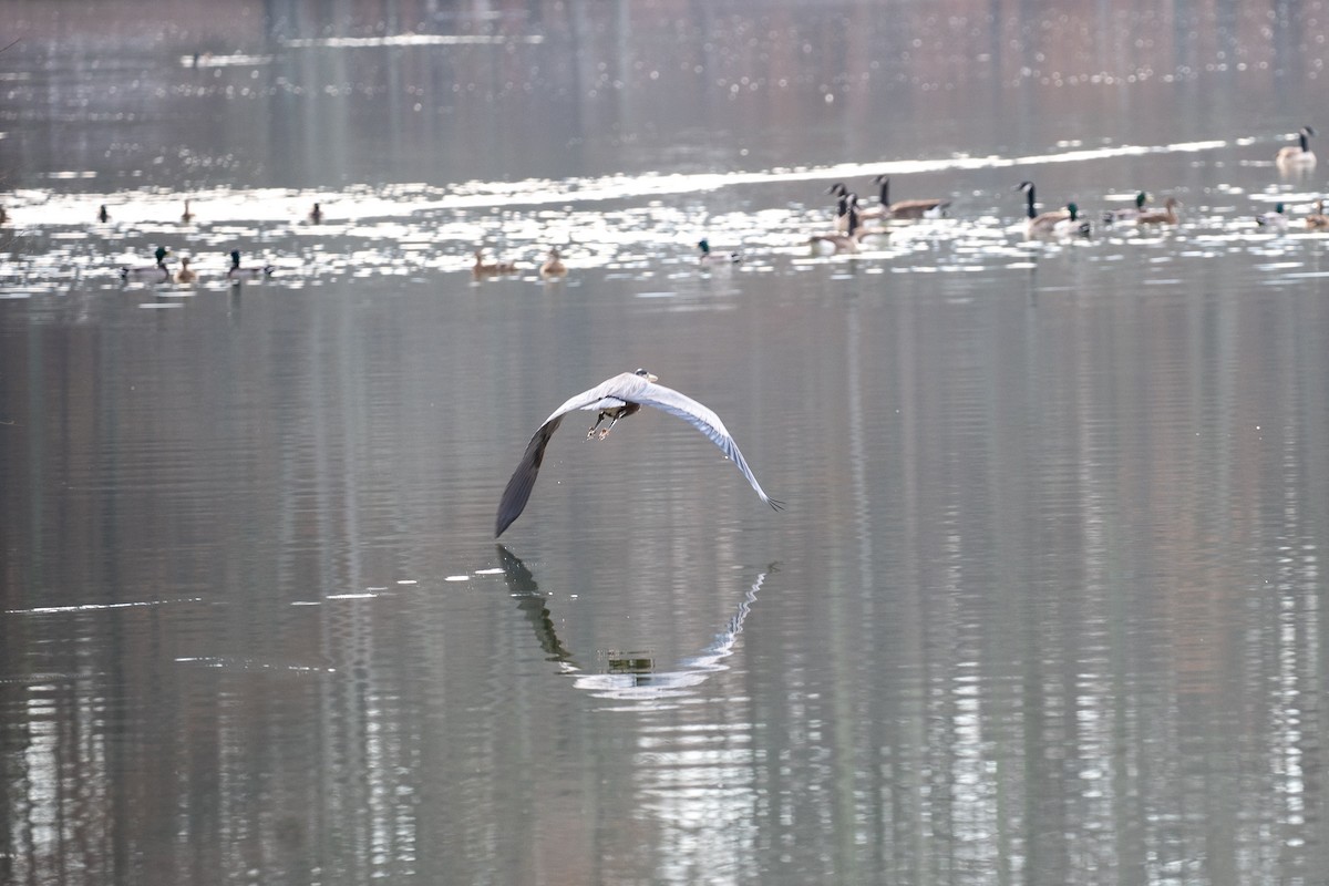 Great Blue Heron - ML646539942