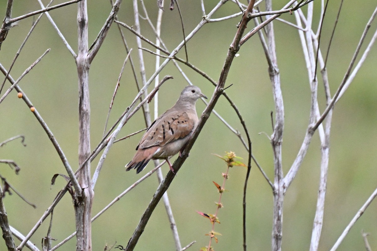 Ruddy Ground Dove - ML646539943