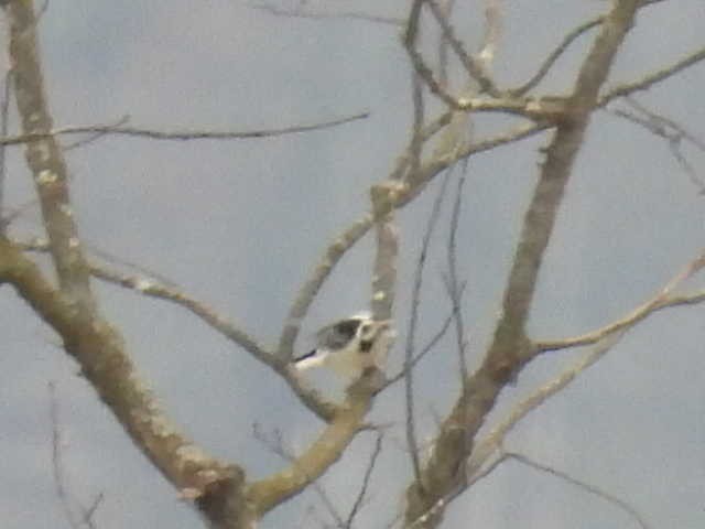 Дятел волохатий - ML646539944