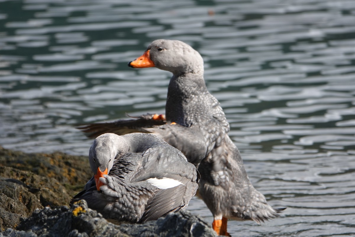 Magallaesko lurrun-ahatea - ML646539945