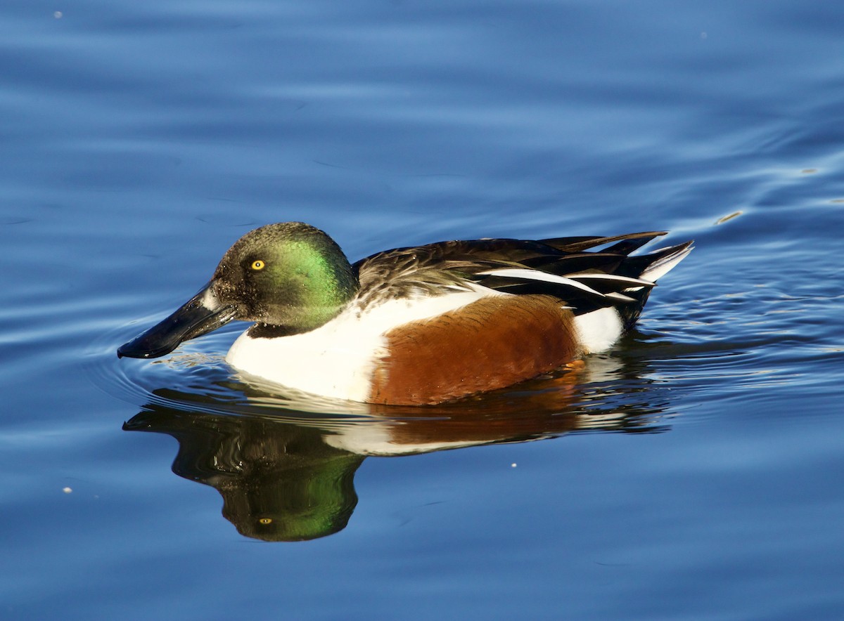 Northern Shoveler - ML646539947