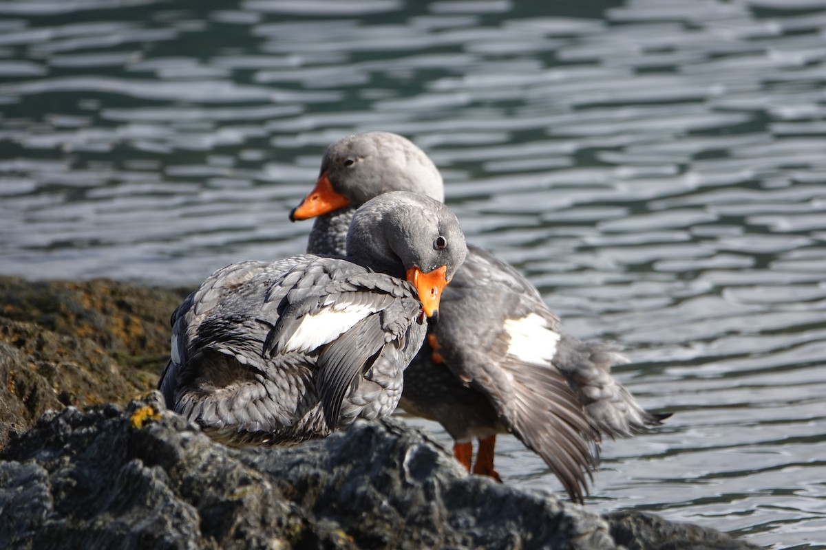 Magallaesko lurrun-ahatea - ML646539948