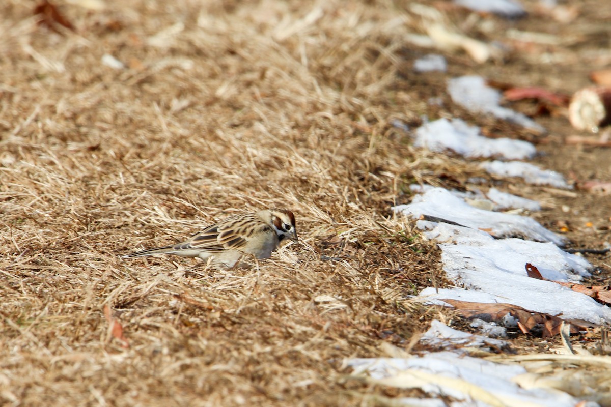 Lark Sparrow - ML646539949
