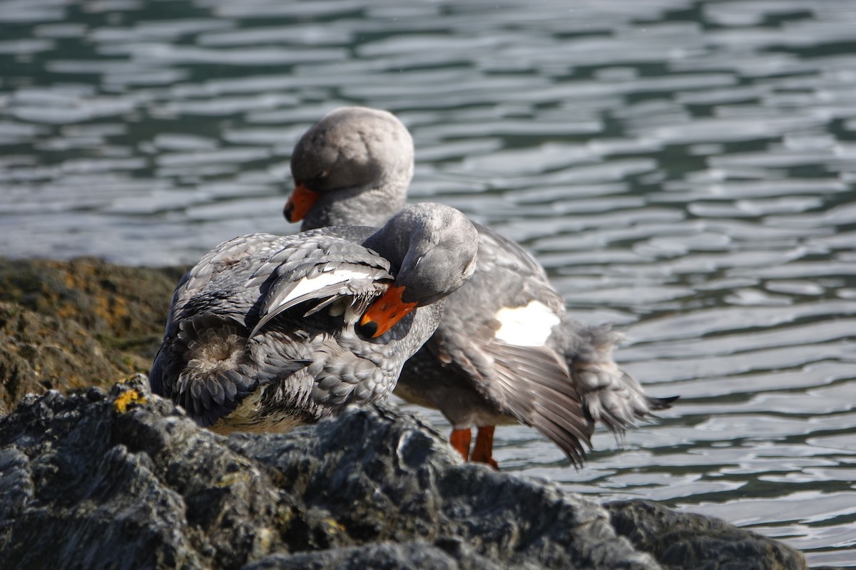 Magallaesko lurrun-ahatea - ML646539950