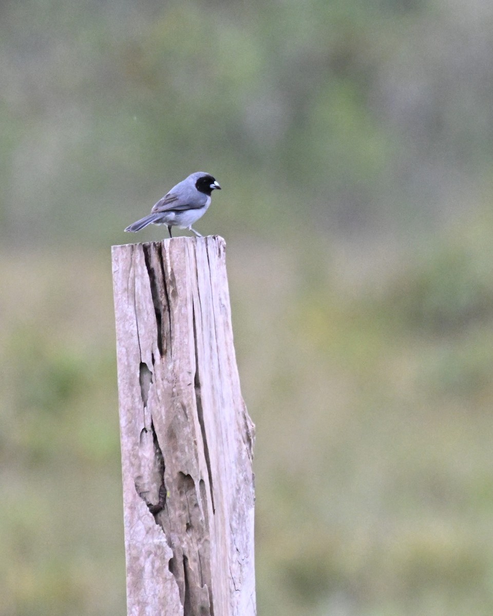 Black-faced Tanager - ML646539951